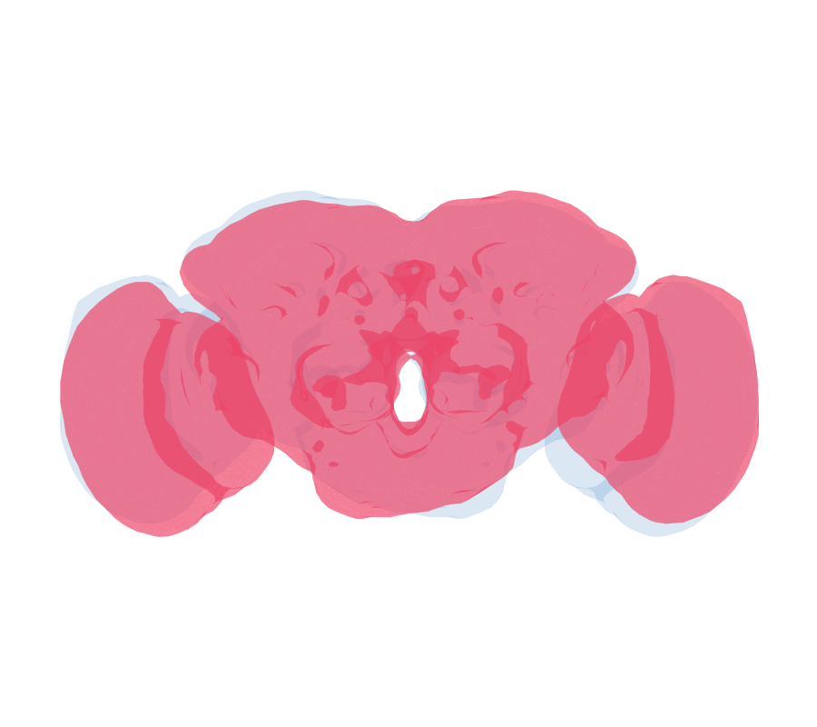 FAFB brain surface: the mirror image warping onto the original.