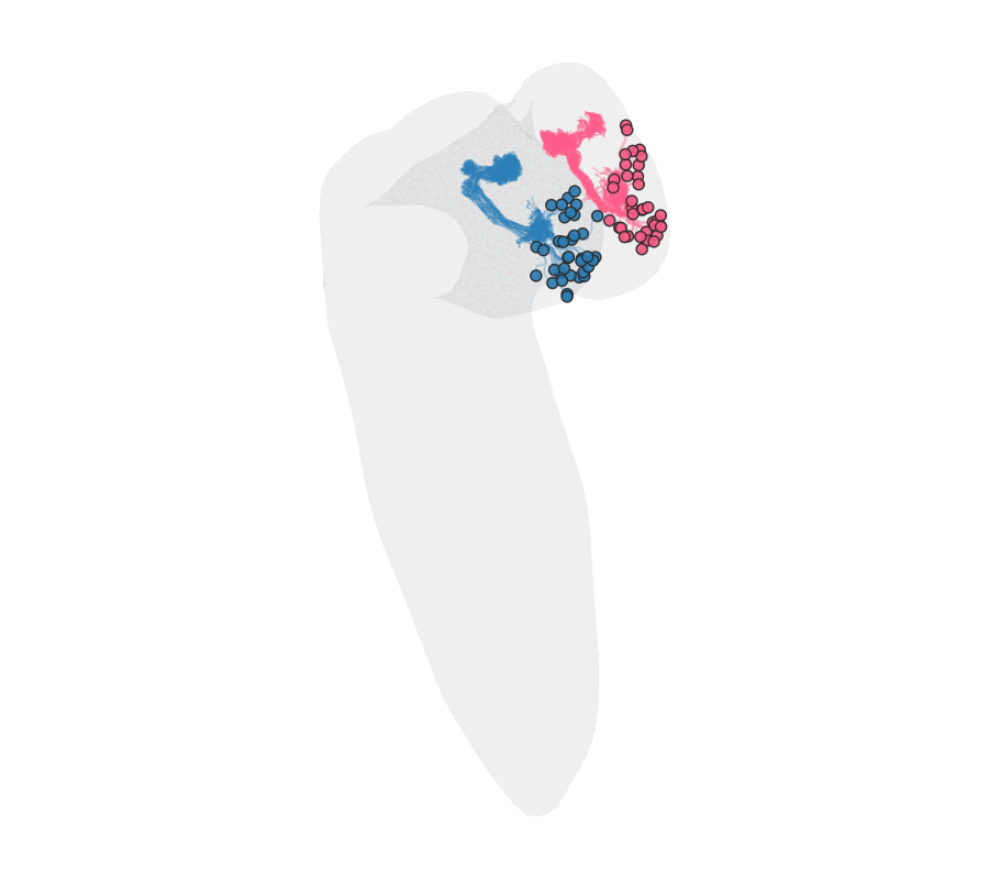 The right Kenyon cells (rose) sweeping across the midline onto their left cognates (blue) under the symmetrising map — their somata drawn as circles — over the static grey L1 CNS, viewed along the head-to-tail long axis.