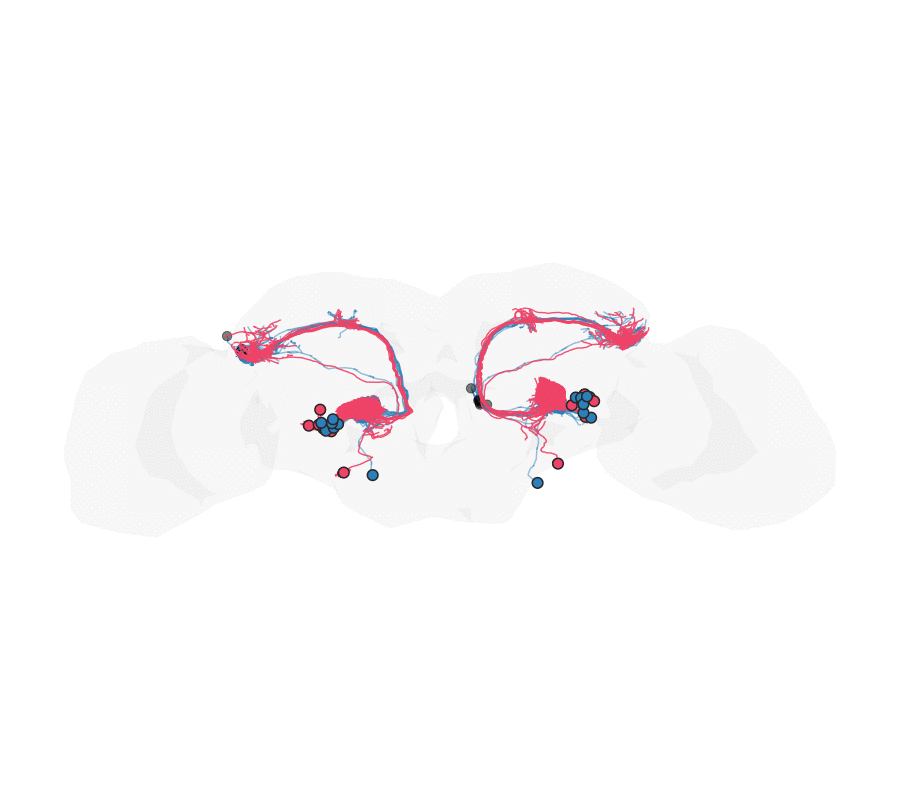 maleCNS DA1 projection neurons (red) warping onto their BANC counterparts (blue) inside a translucent BANC brain hull; the neuron root points (somata) are drawn as circles, matched left-to-left and right-to-right.
