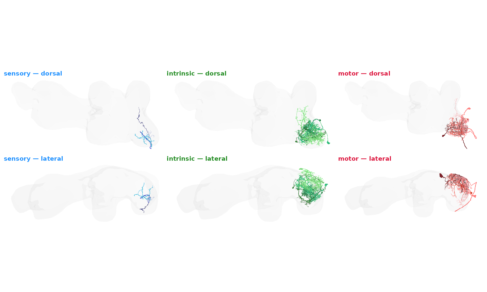 Sample left-front-leg sensory, intrinsic and motor neurons in the VNC, each group in its own colour ramp, shown in dorsal and lateral views