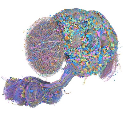 A rendering by Phil Hubbard (Janelia) of a sample of male-cns neurons