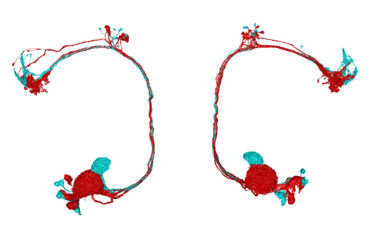 DA1 and DL3 antennal lobe projection neurons